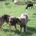 Quinta Do Pe Longo - Serra Da Estrela Дом отдыха