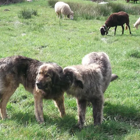 Quinta Do Pe Longo - Serra Da Estrela Дом отдыха