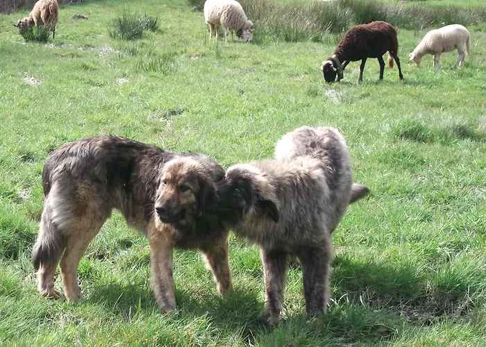 Quinta Do Pé Longo - Serra Da Estrela Casa vacanze